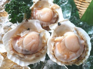 ホタテ片貝　殻の直径9-10cm（北海道産）
